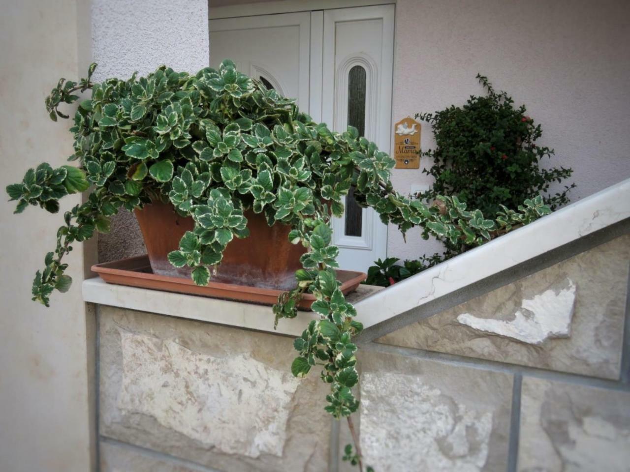 Vila Mozara Slano Exterior photo